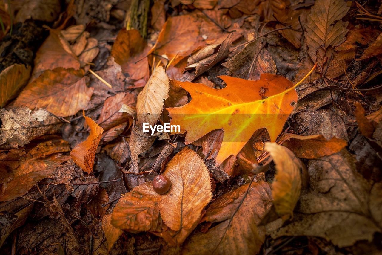 High angle view of maple leaves during autumn