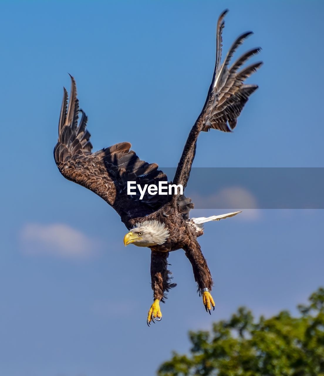 Bald eagle flying in sky