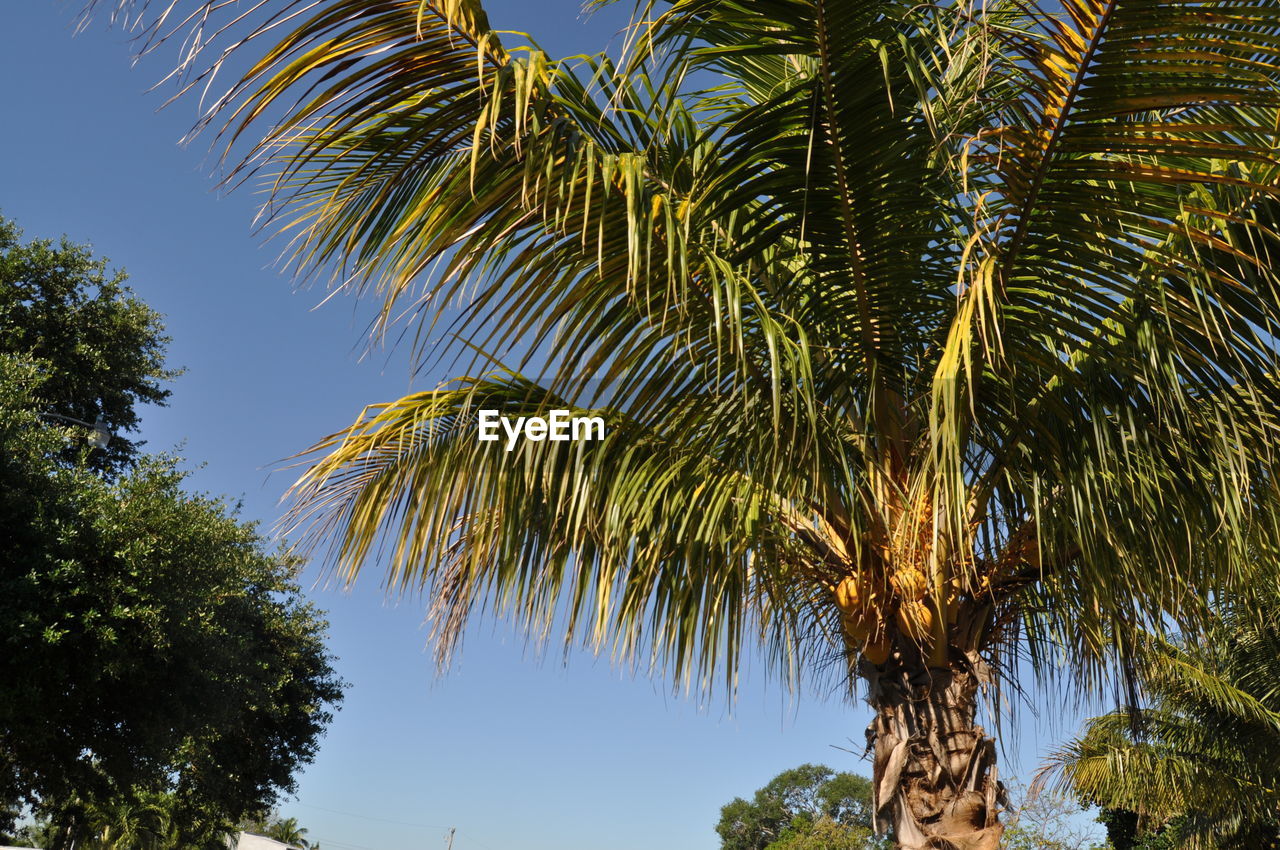 LOW ANGLE VIEW OF COCONUT PALM TREES AGAINST SKY