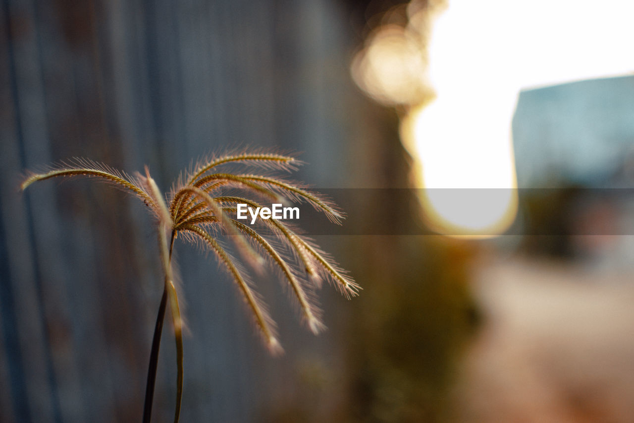 sunlight, plant, nature, leaf, light, close-up, focus on foreground, flower, autumn, growth, no people, outdoors, tree, macro photography, beauty in nature, branch, yellow, selective focus, day, sky, tranquility, cereal plant
