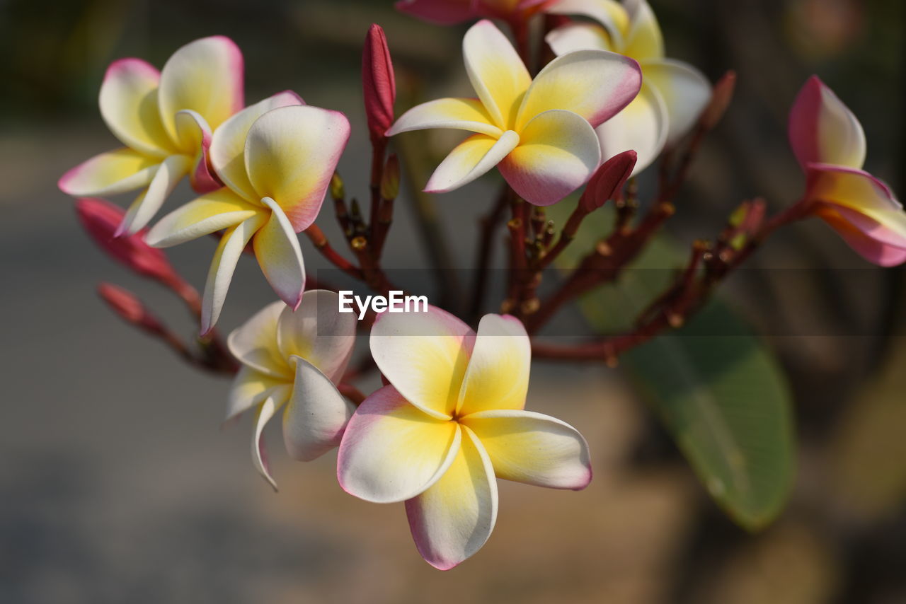 Close-up of white flowering plant