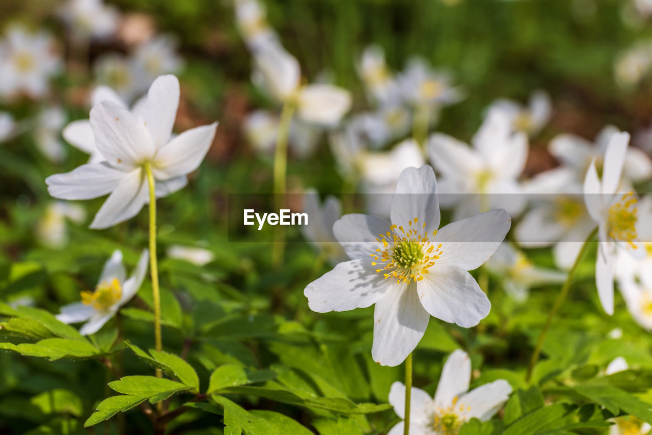 Beautiful blooming wood anemones in springtime