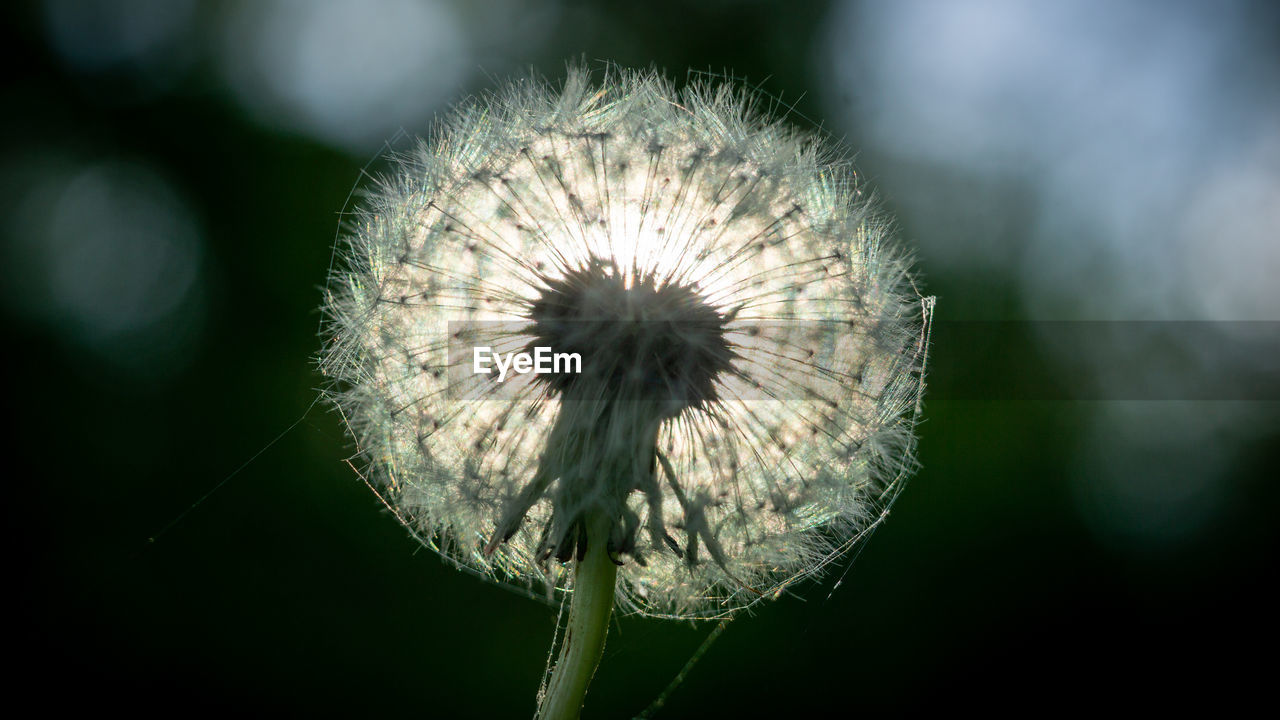 Close-up of dandelion against blurred background