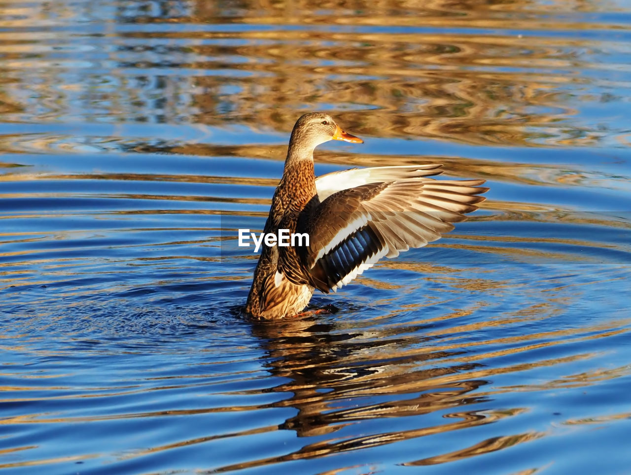 VIEW OF DUCK SWIMMING IN LAKE