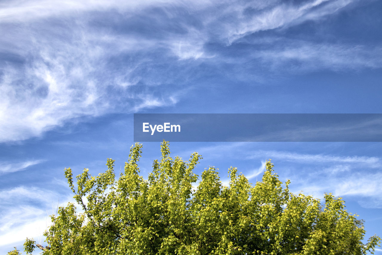 Low angle view of tree against sky