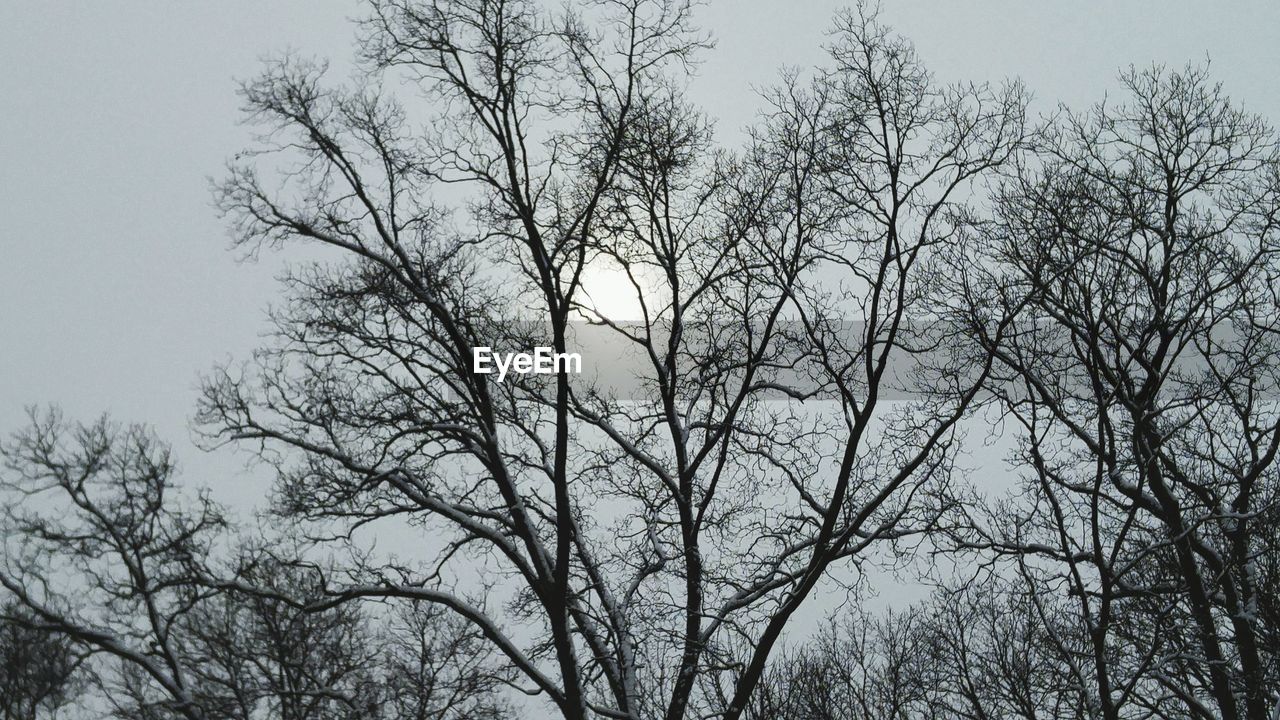 LOW ANGLE VIEW OF SILHOUETTE BARE TREE AGAINST SKY