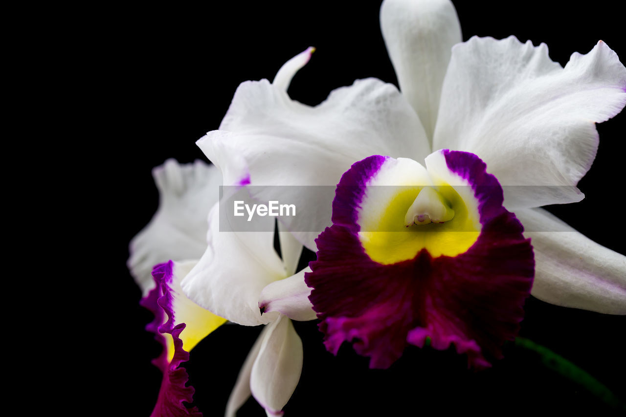 CLOSE-UP OF ORCHID AGAINST BLACK BACKGROUND
