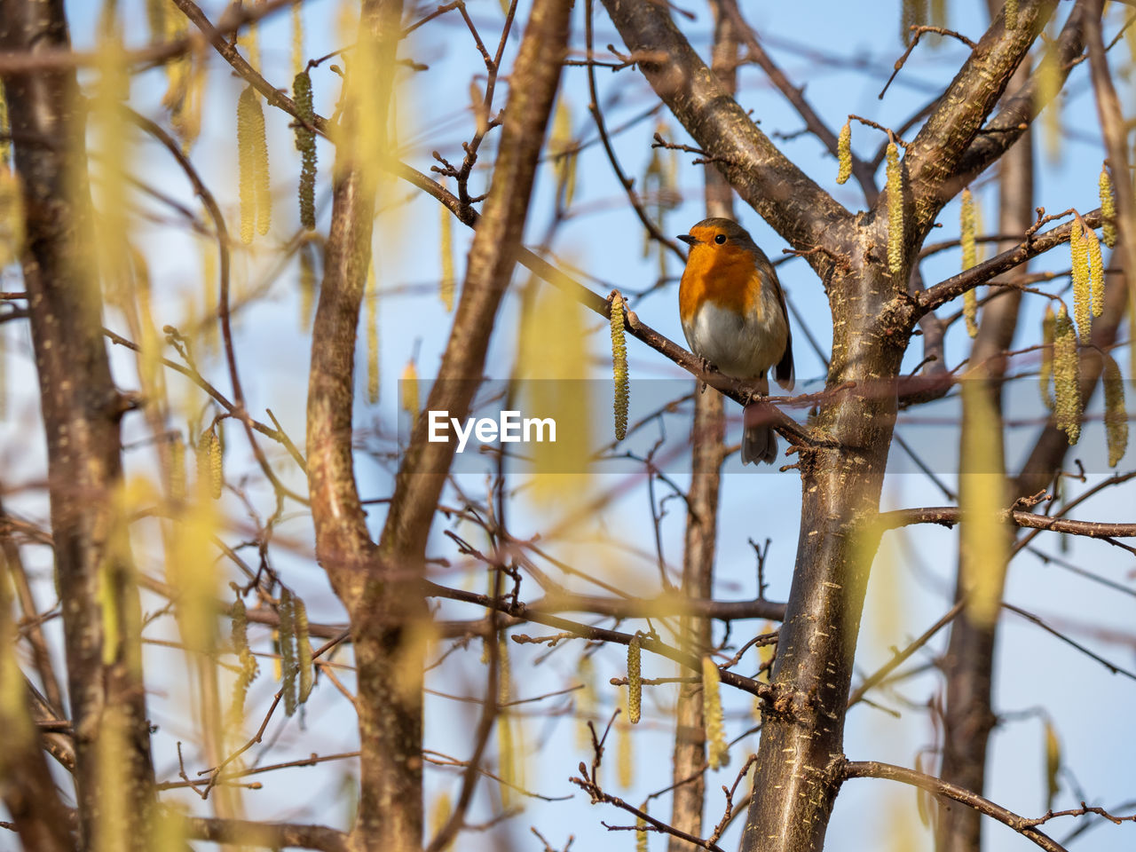 animal wildlife, animal, animal themes, bird, tree, wildlife, plant, perching, branch, nature, one animal, twig, no people, outdoors, day, beauty in nature, spring, low angle view, bare tree