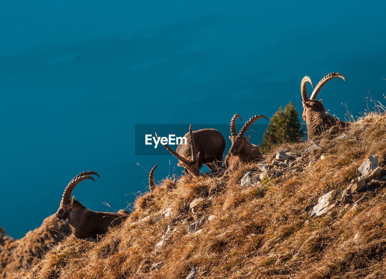 Ibex in the mountains