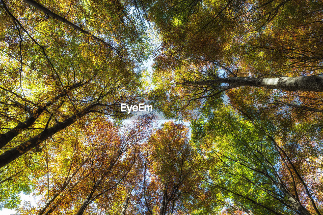 Low angle view of trees in forest during autumn