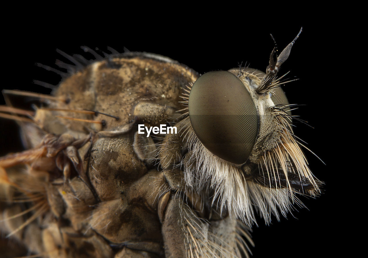 High detail portrait of a assilidae fly