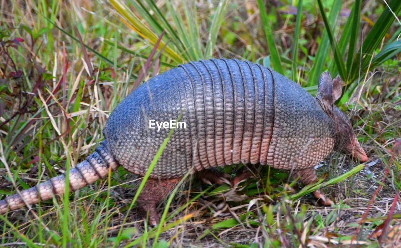 Side view of armadillo walking on field