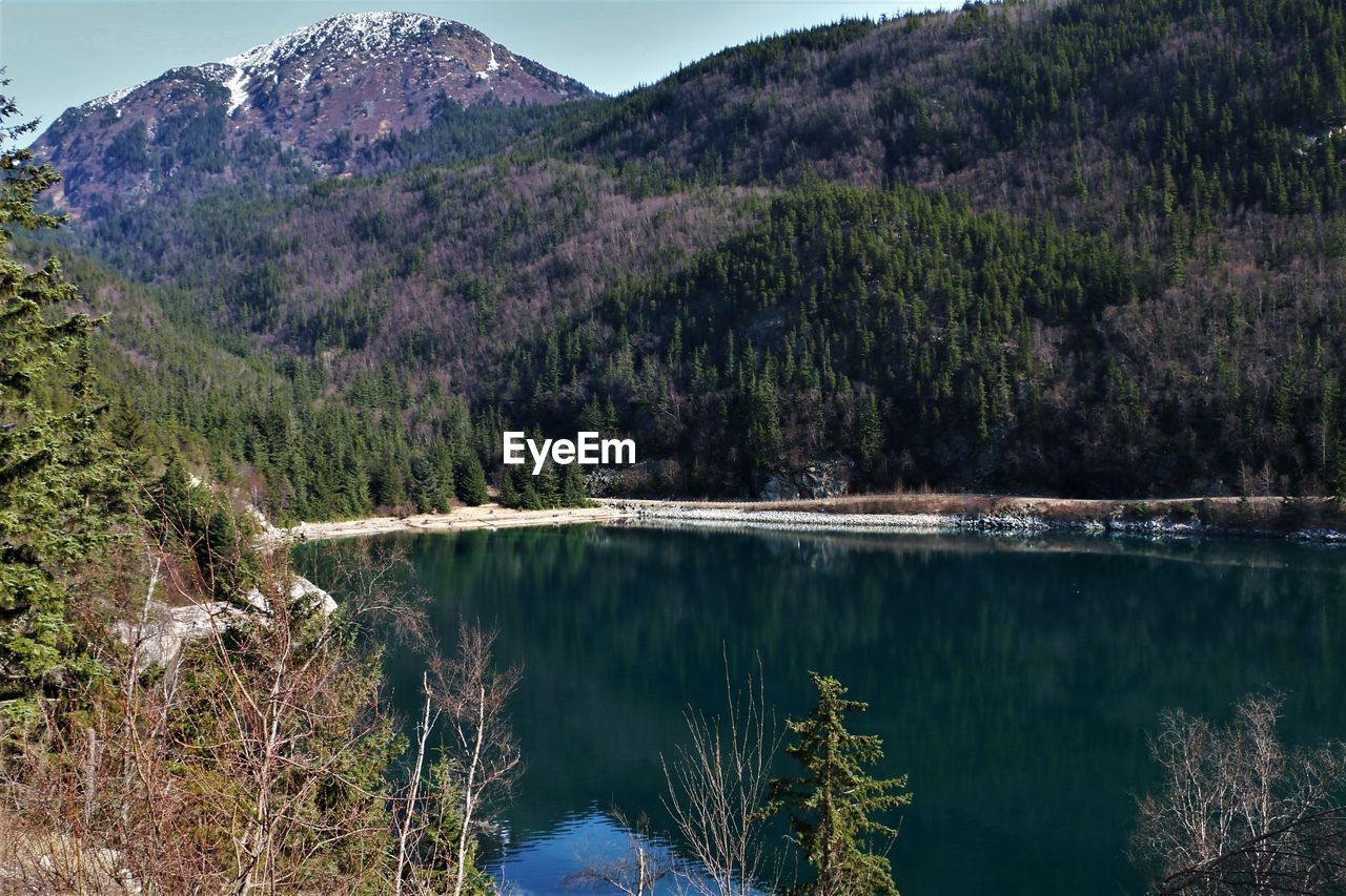 Scenic view of lake and trees in forest