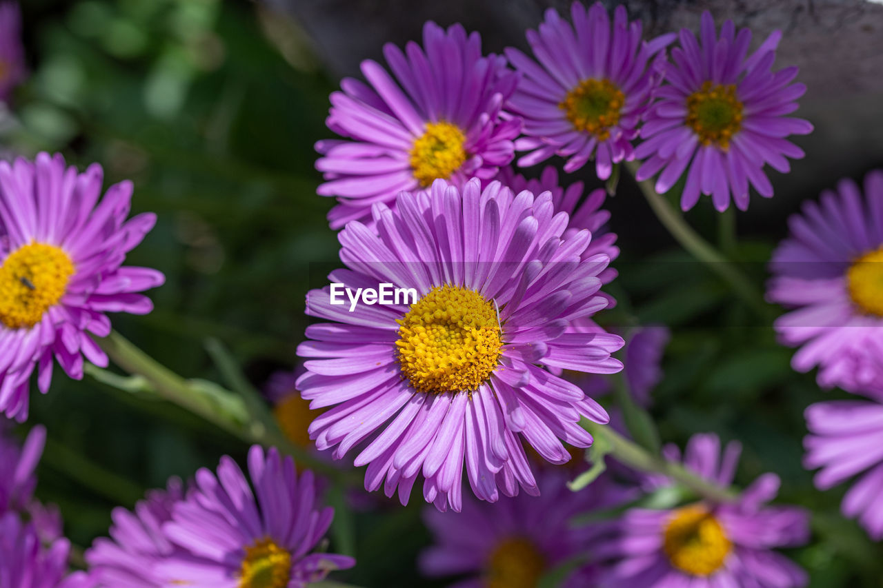 CLOSE-UP OF PINK FLOWERS