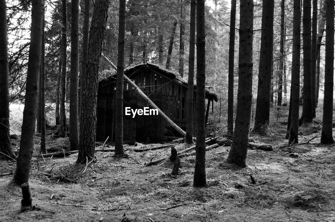 Abandoned trees in forest