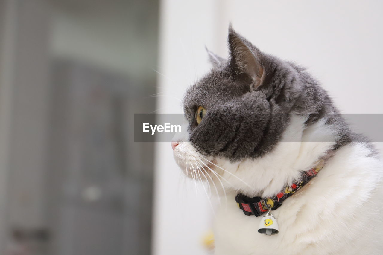 CLOSE-UP OF CAT LOOKING AWAY IN A ROOM