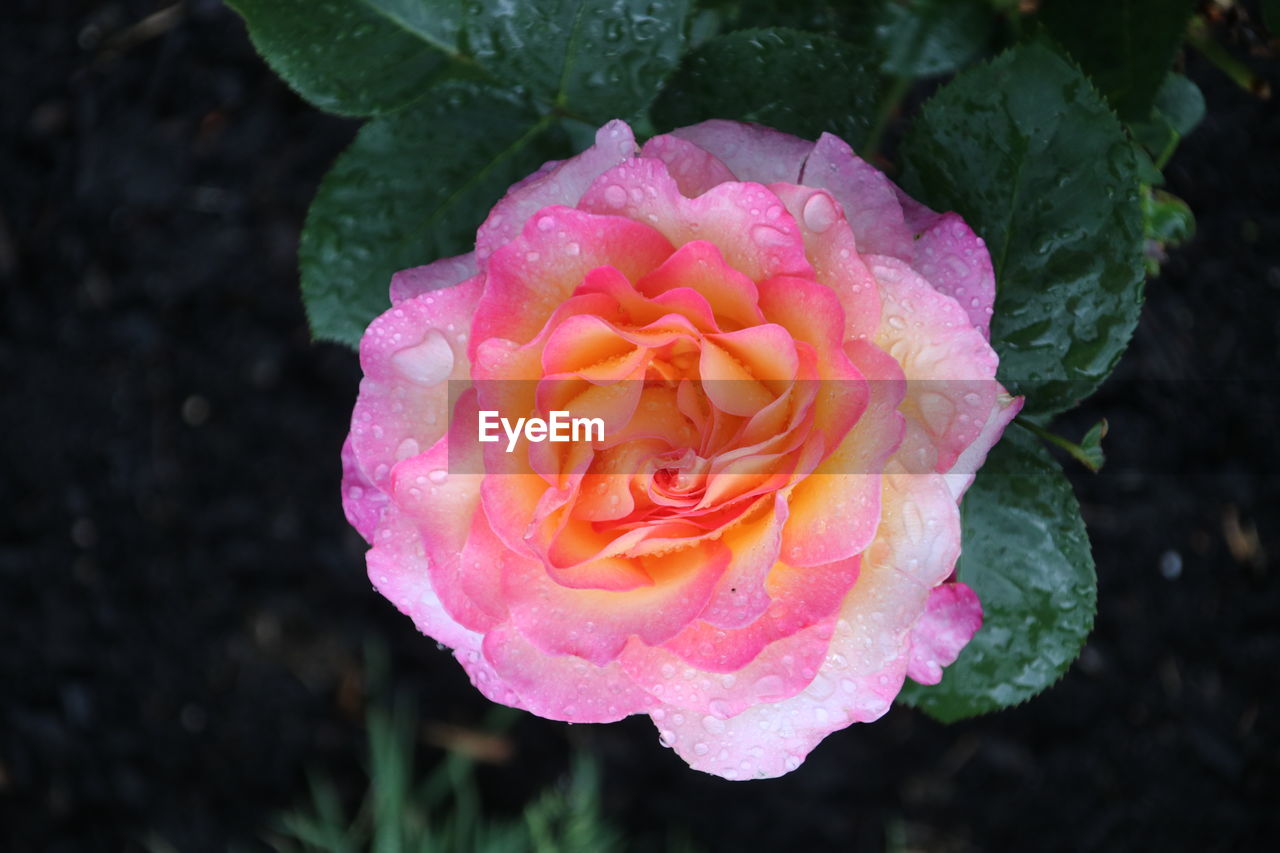 HIGH ANGLE VIEW OF PINK ROSE IN GARDEN