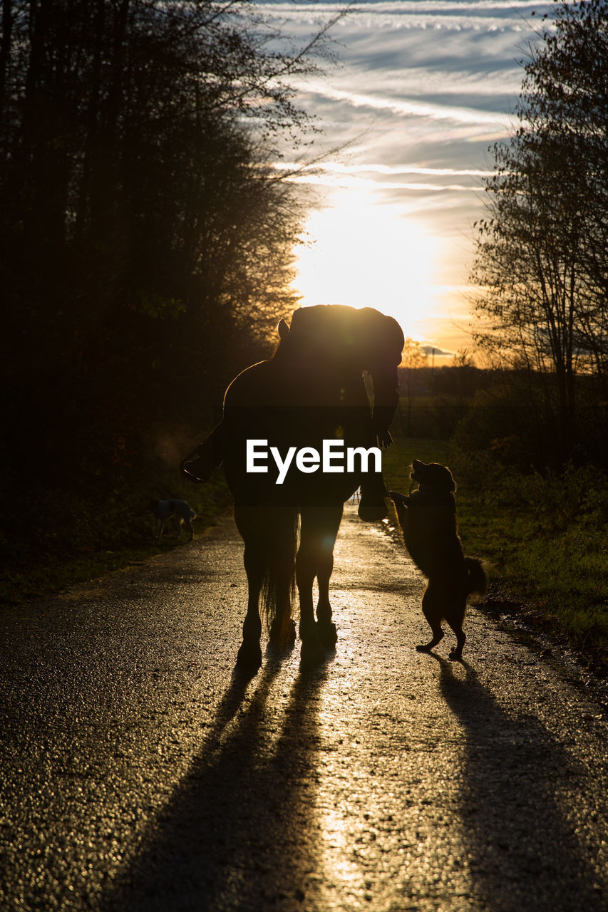 Rear view of silhouette man horseback riding on road