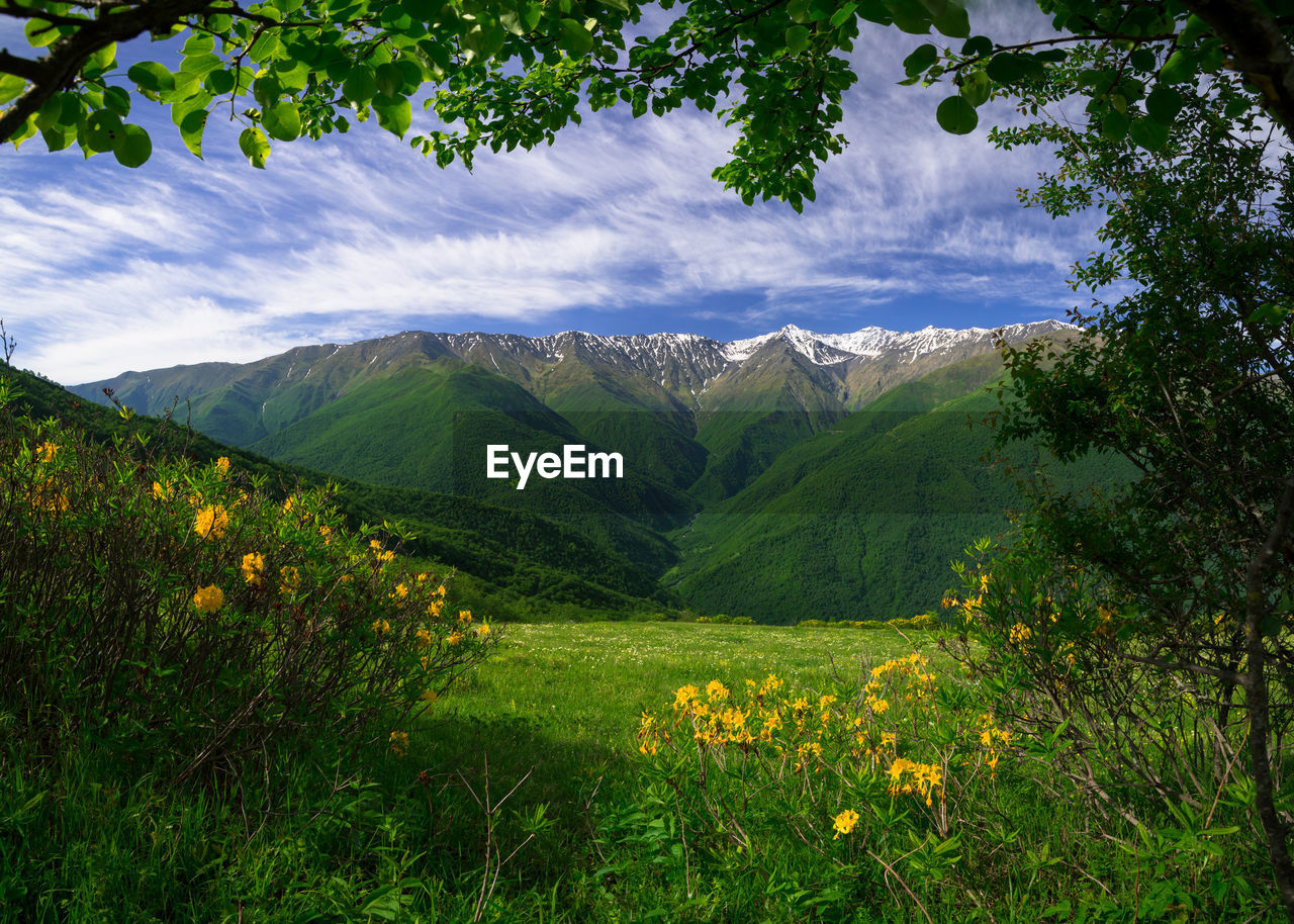 Beautiful green mountains with snowy peaks and yellow flowers in the foreground