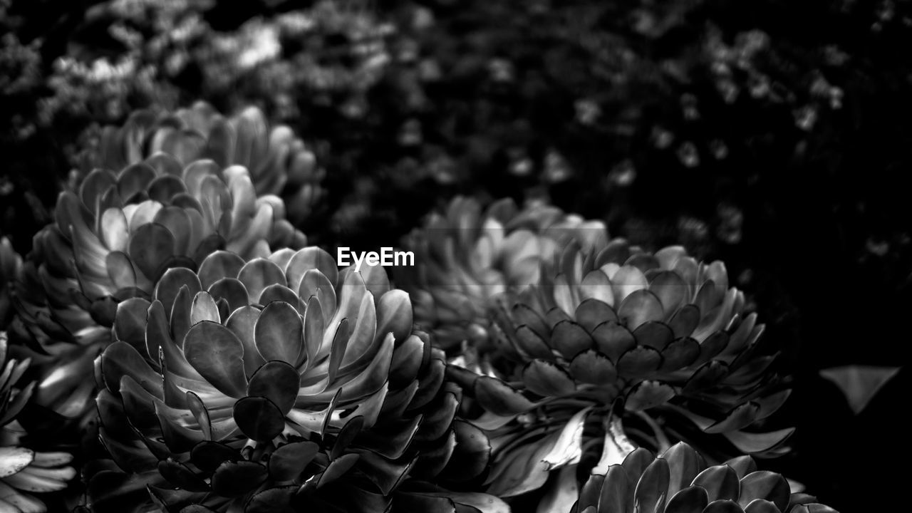 Close-up of flowers blooming outdoors