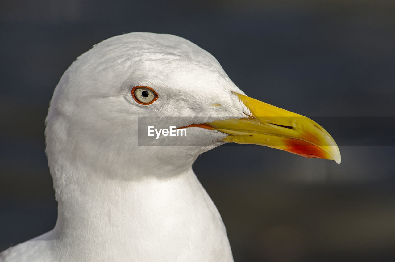 Close up of a seagull's head