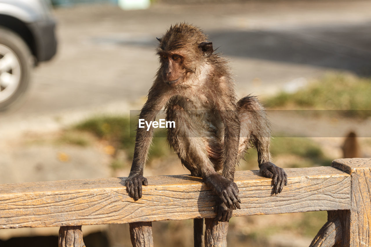 Wet long-tailed macaque sitting on railing in zoo