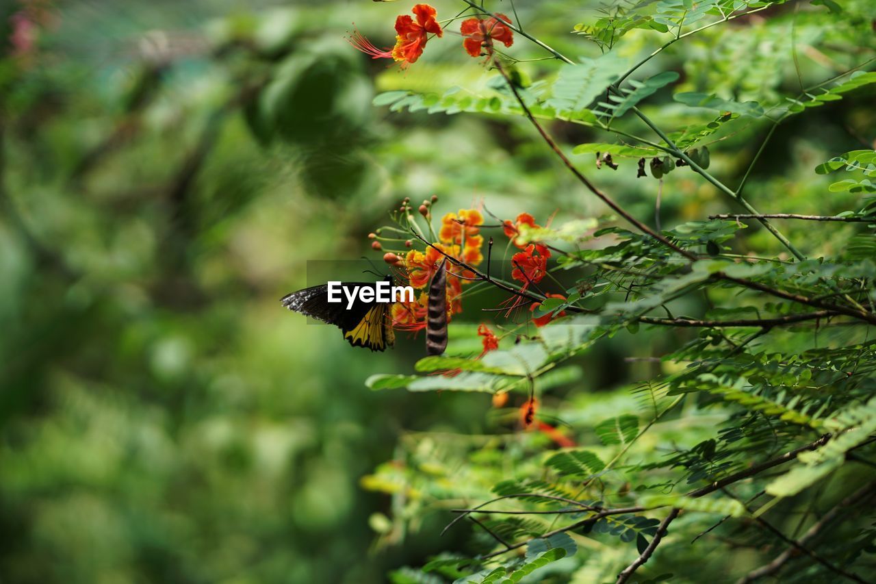 CLOSE-UP OF BUTTERFLY POLLINATING FLOWERS