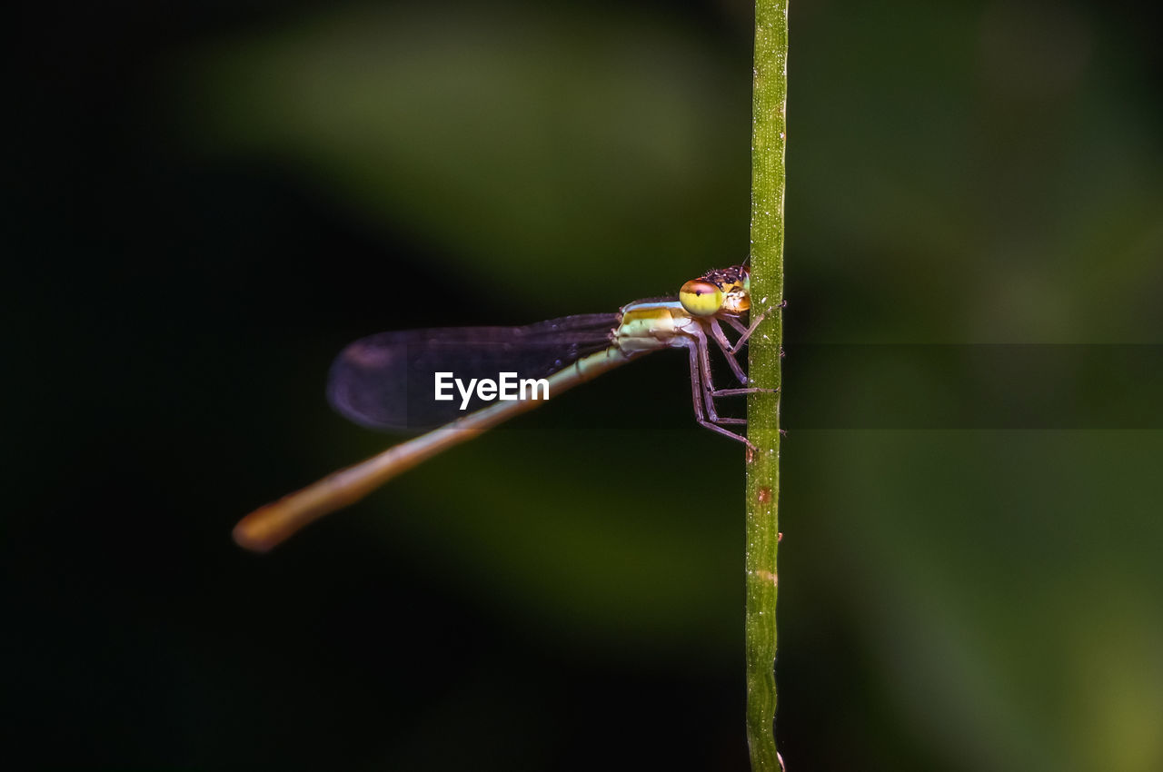 Close-up of damselfly on plant