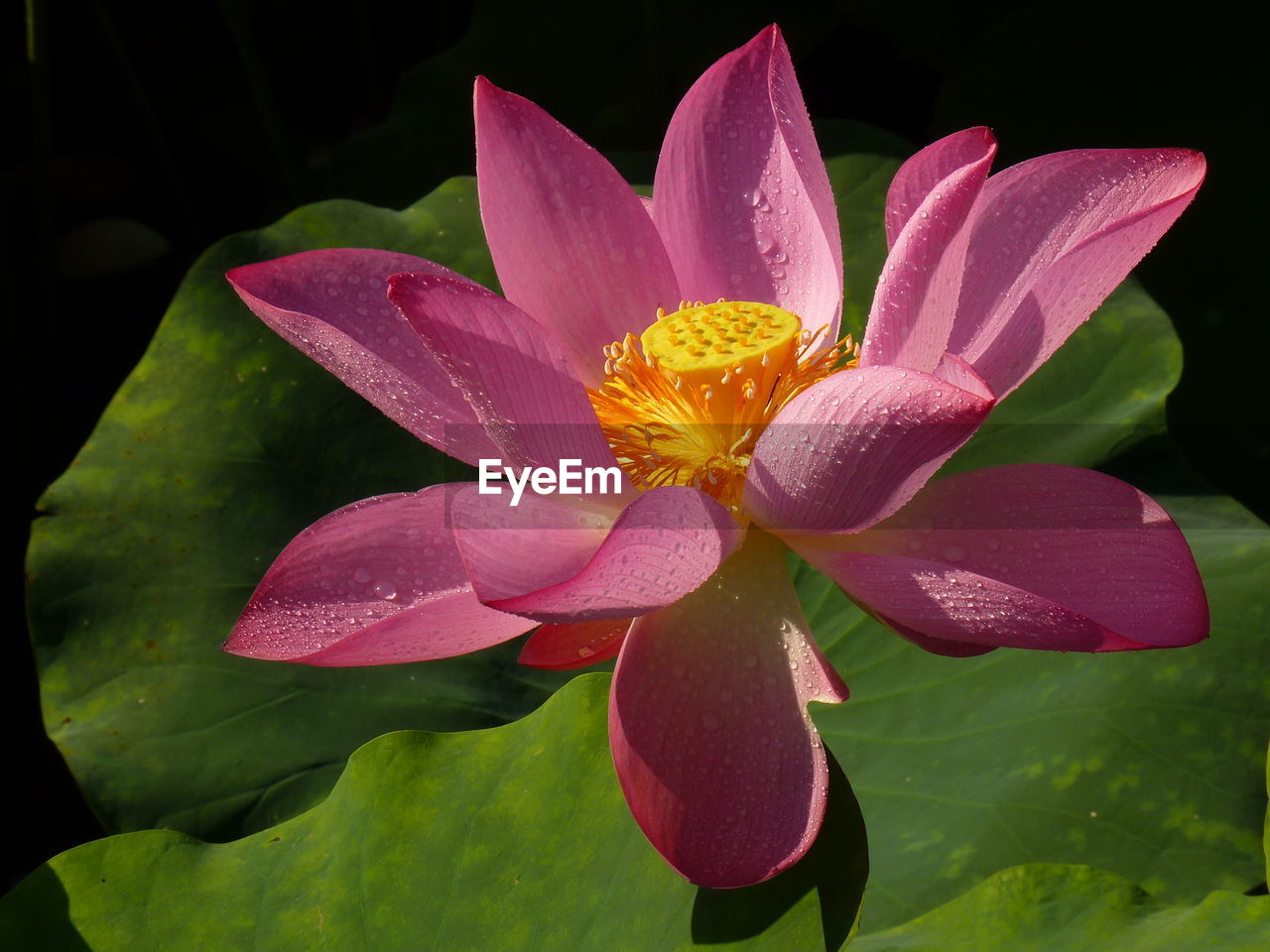 Close-up of lotus water lily blooming outdoors