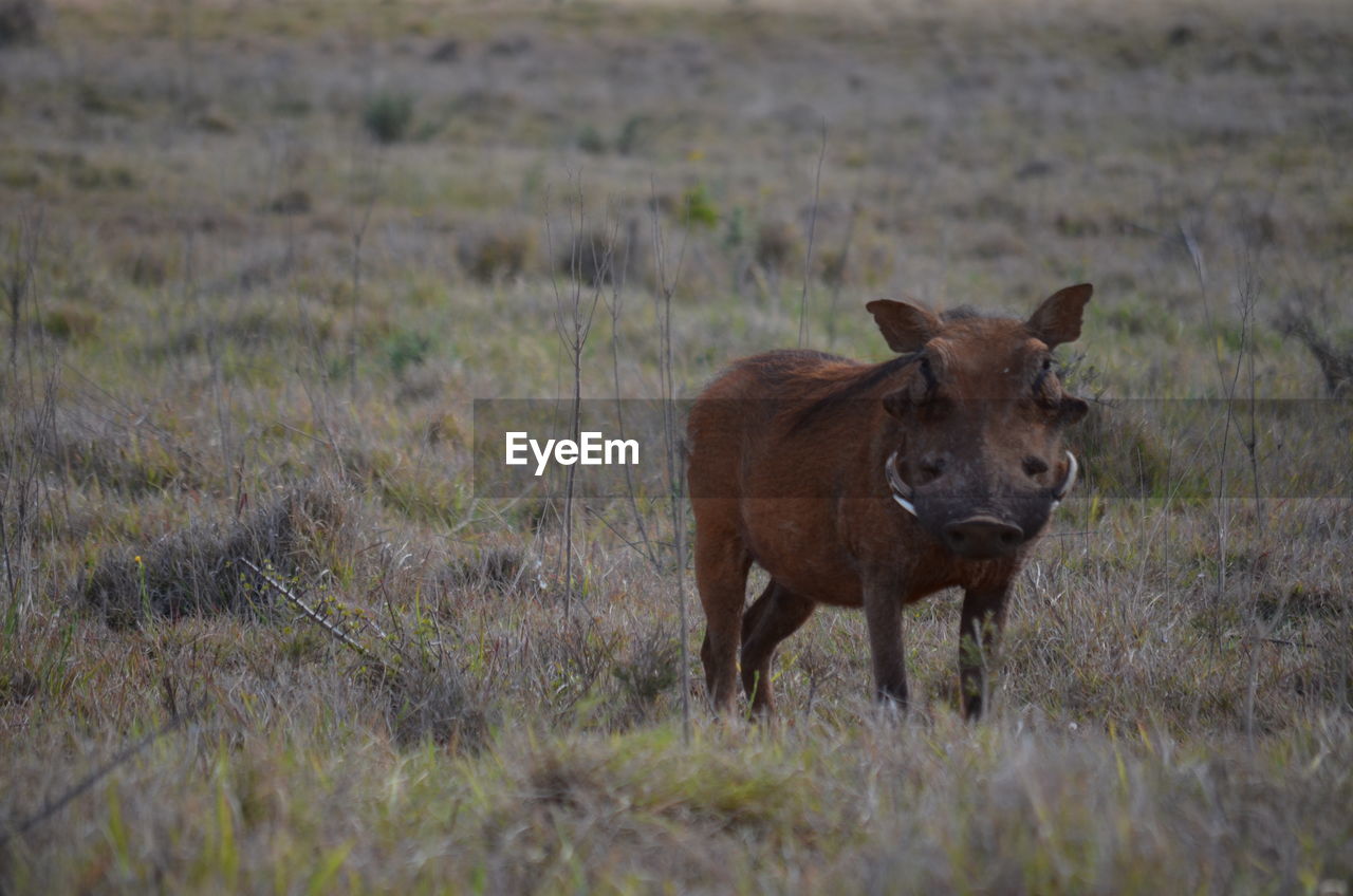 Warthog in the bush