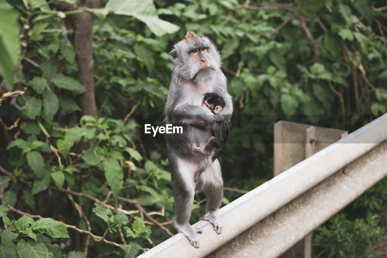 Monkey with baby sitting on railing against trees in bali. 