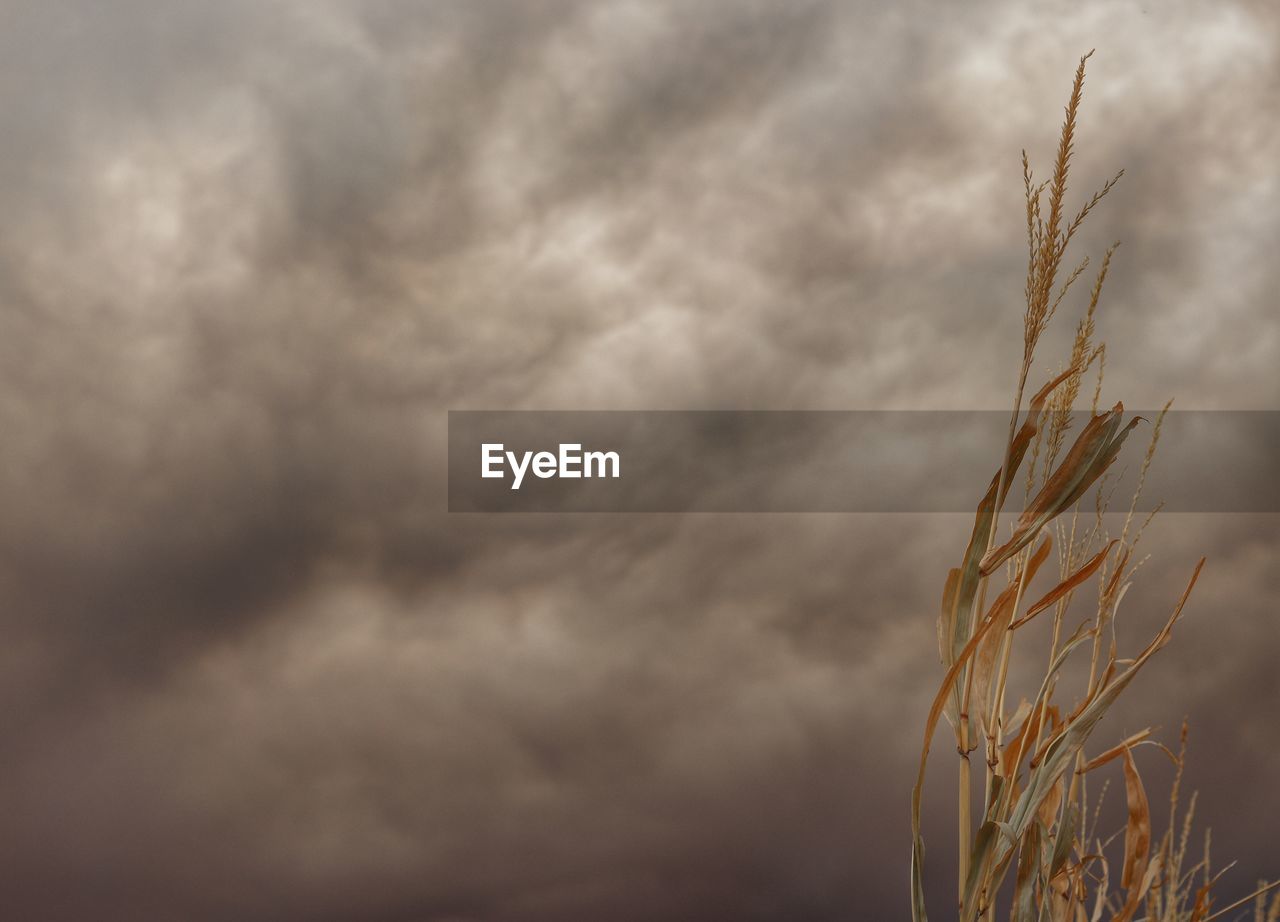 LOW ANGLE VIEW OF PLANT AGAINST STORM CLOUDS