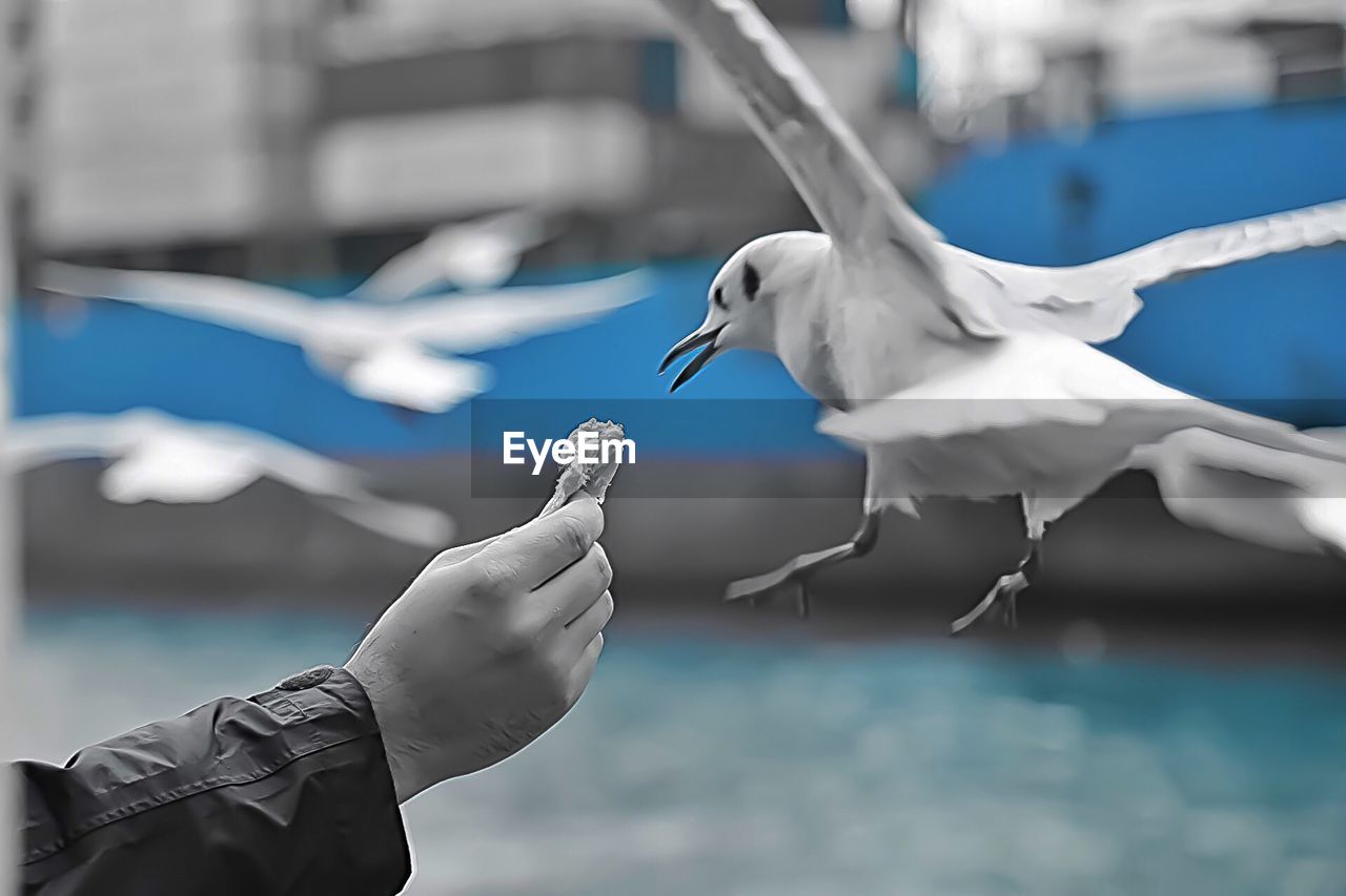 SEAGULL FLYING OVER BLACK BACKGROUND