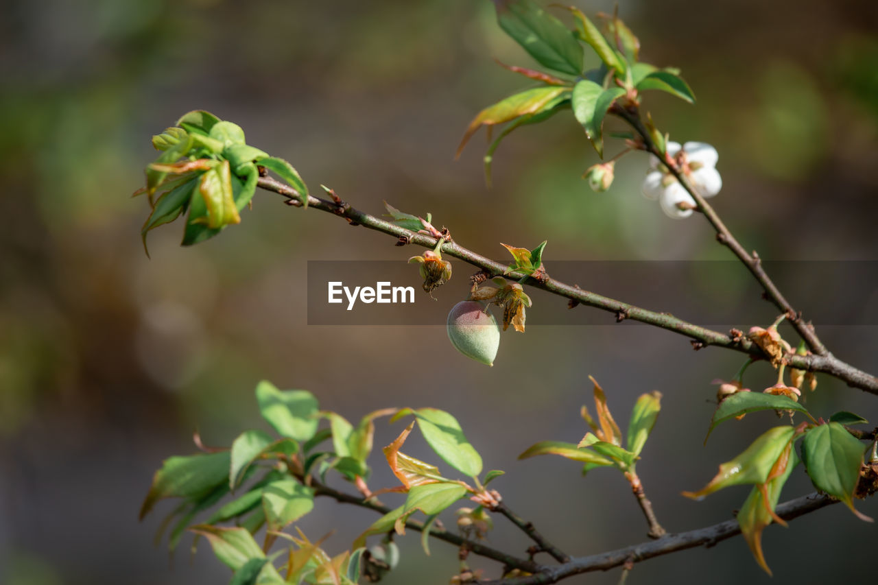 CLOSE-UP OF BERRIES ON BRANCH