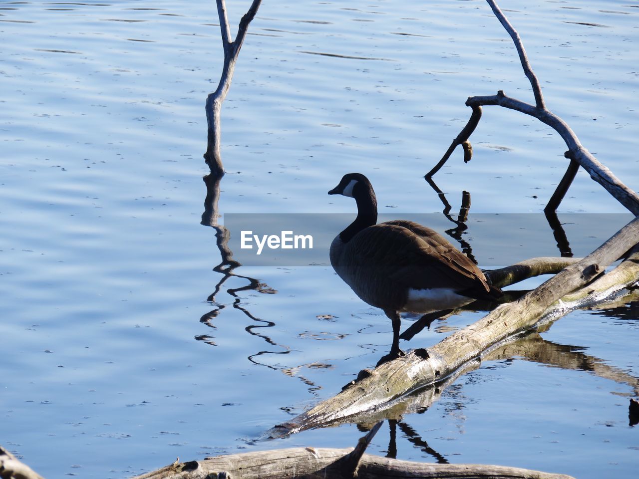 BIRDS ON CALM LAKE