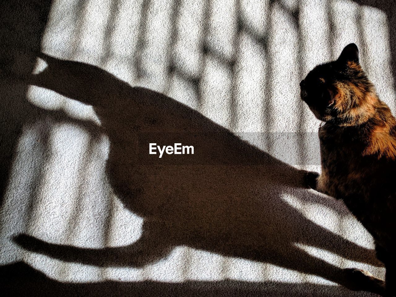 CLOSE-UP OF CAT SHADOW ON PERSON