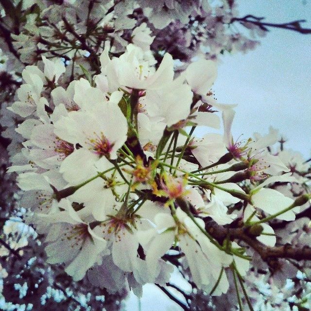 CLOSE-UP OF WHITE FLOWERS BLOOMING ON TREE