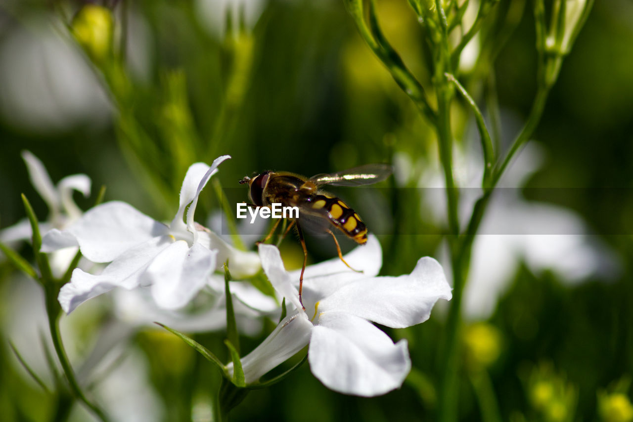 Close-up of hoverfly on white flower