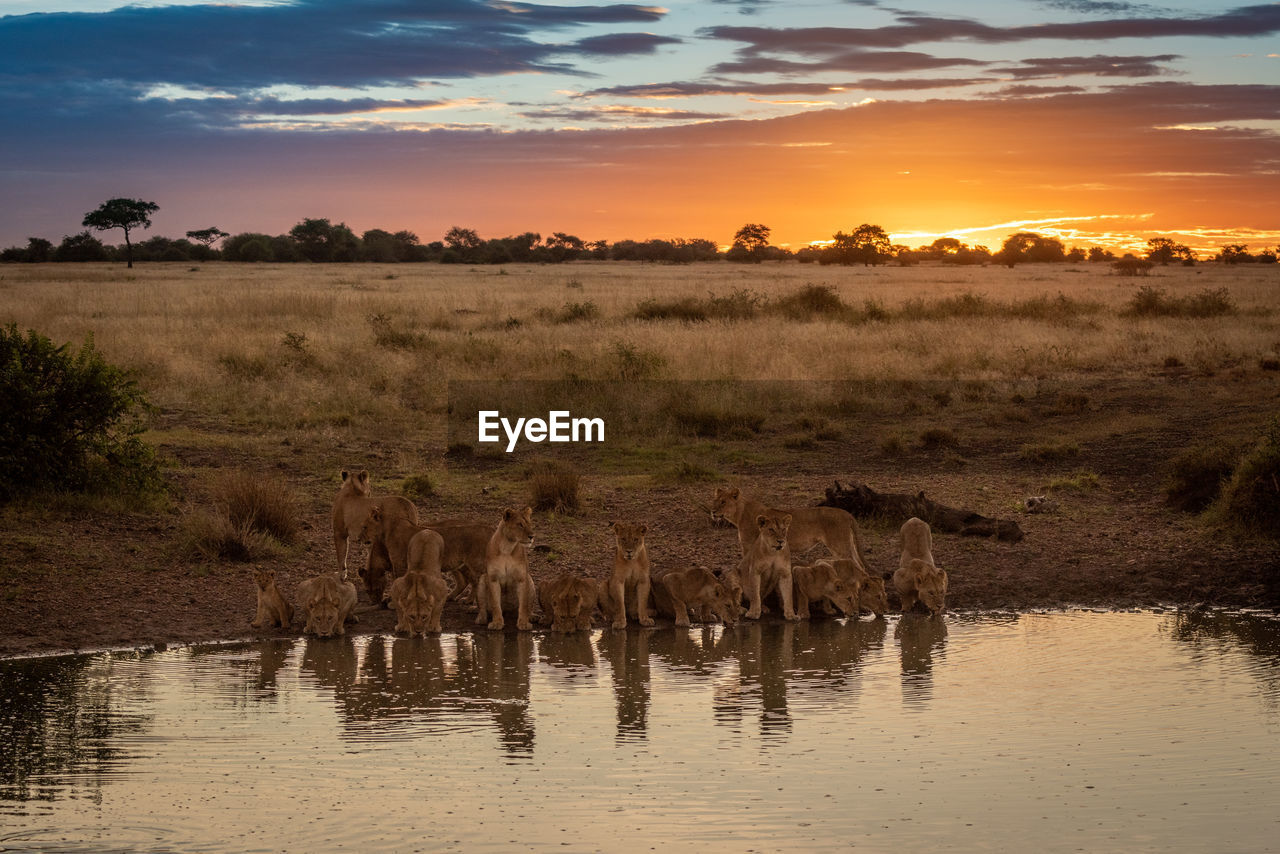 Pride of lions lie drinking from pond