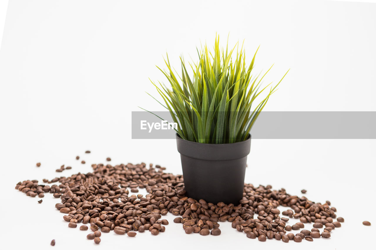 Flower in a flower pot surrounded with coffee beans on the white background