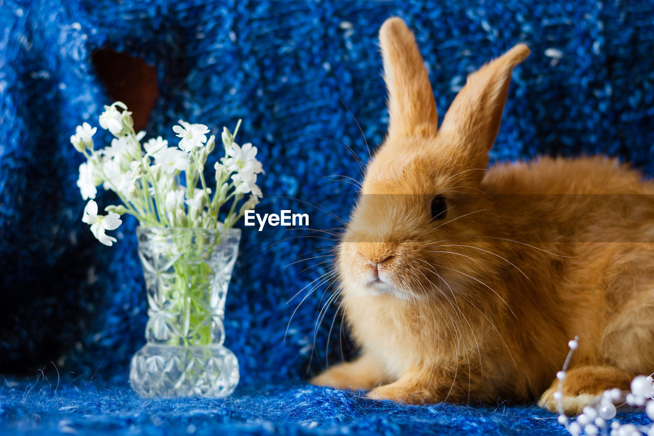 Cute fluffy ginger rabbit on a blue background with a bouquet of flowers