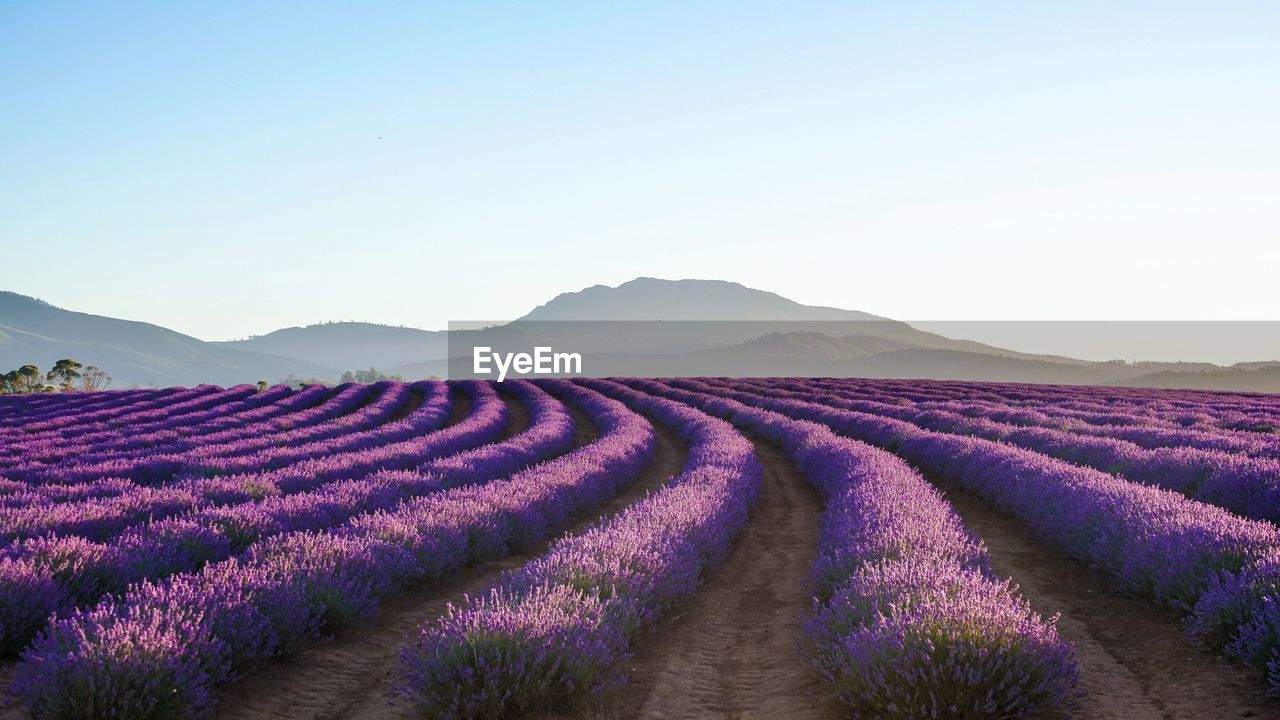 Scenic view of lavender field against sky