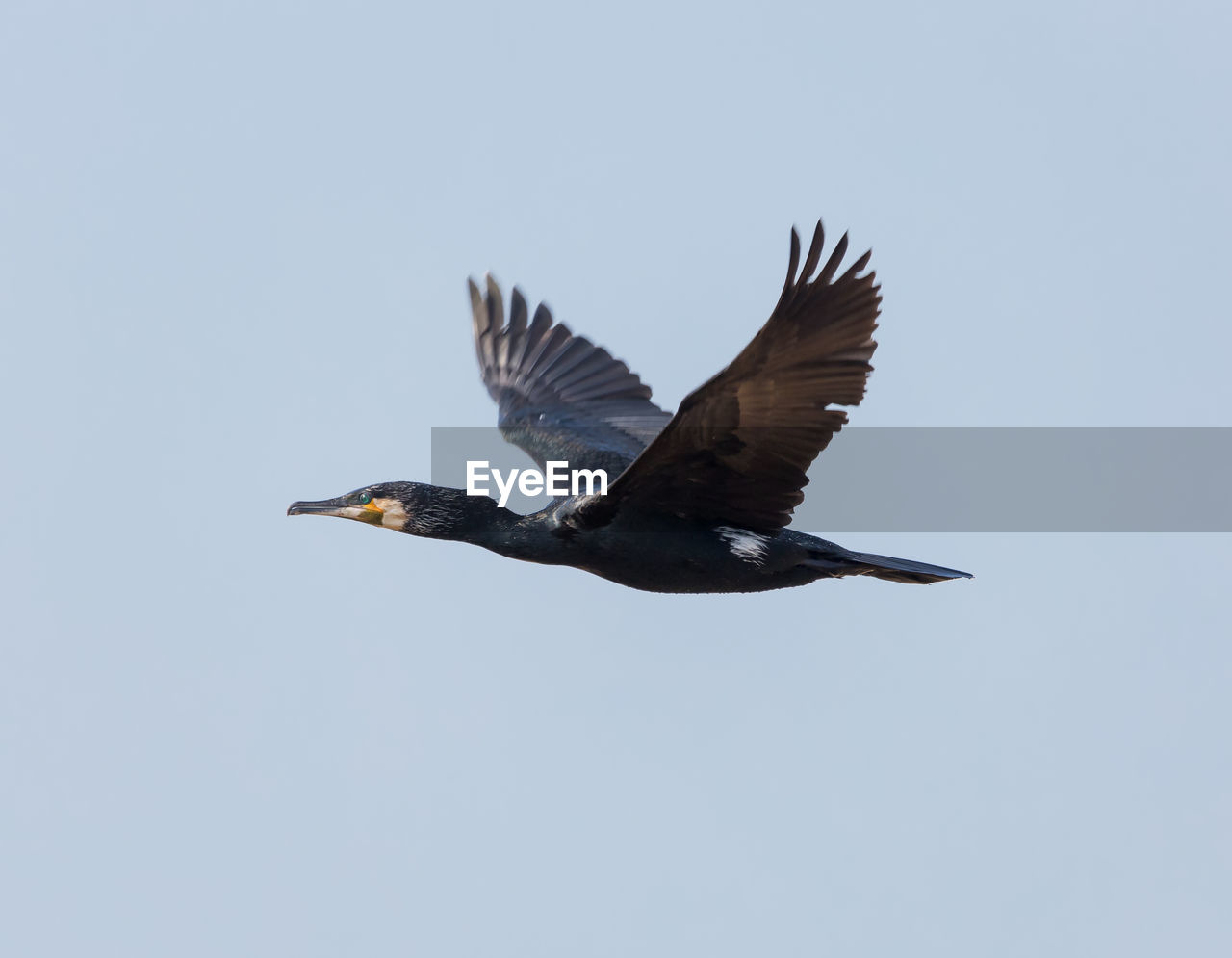 LOW ANGLE VIEW OF EAGLE FLYING IN SKY