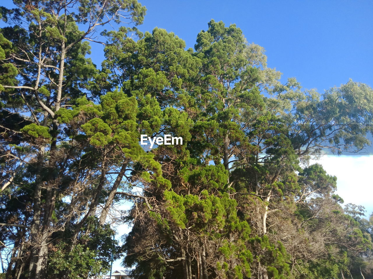 LOW ANGLE VIEW OF TREES AGAINST BLUE SKY