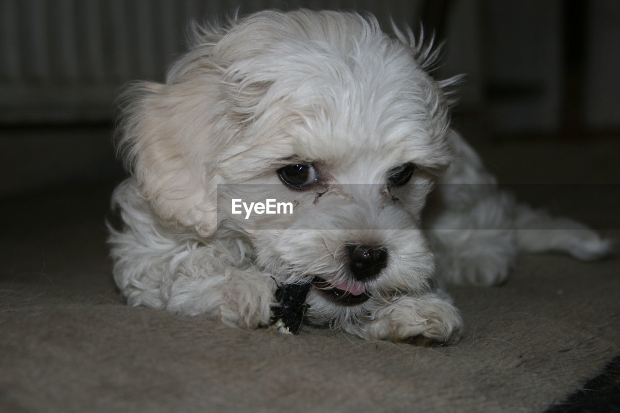 CLOSE-UP PORTRAIT OF DOG ON FLOOR AT HOME