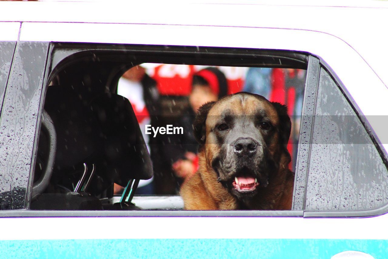 Portrait of dog in car