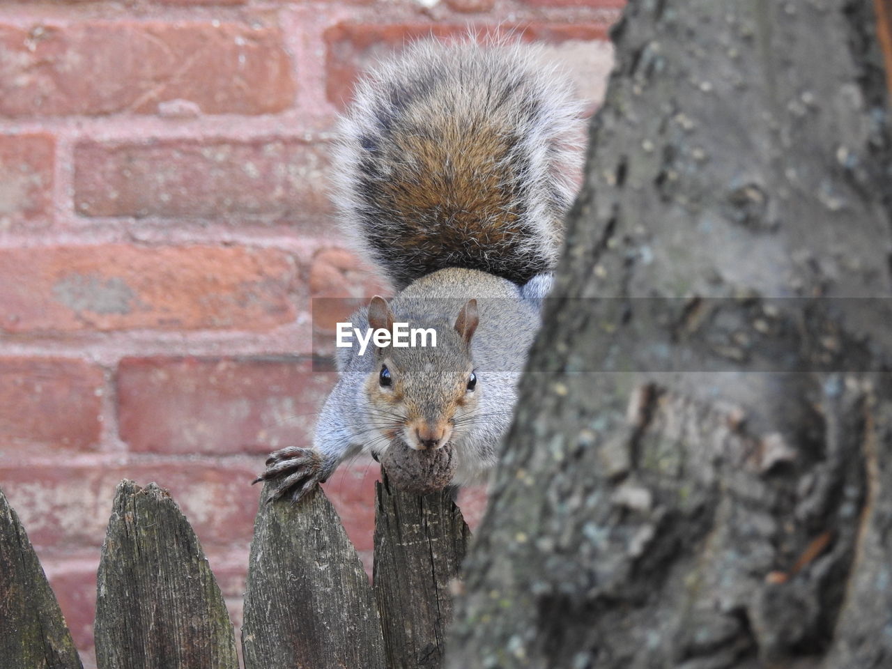Portrait of squirrel on wood against brick wall