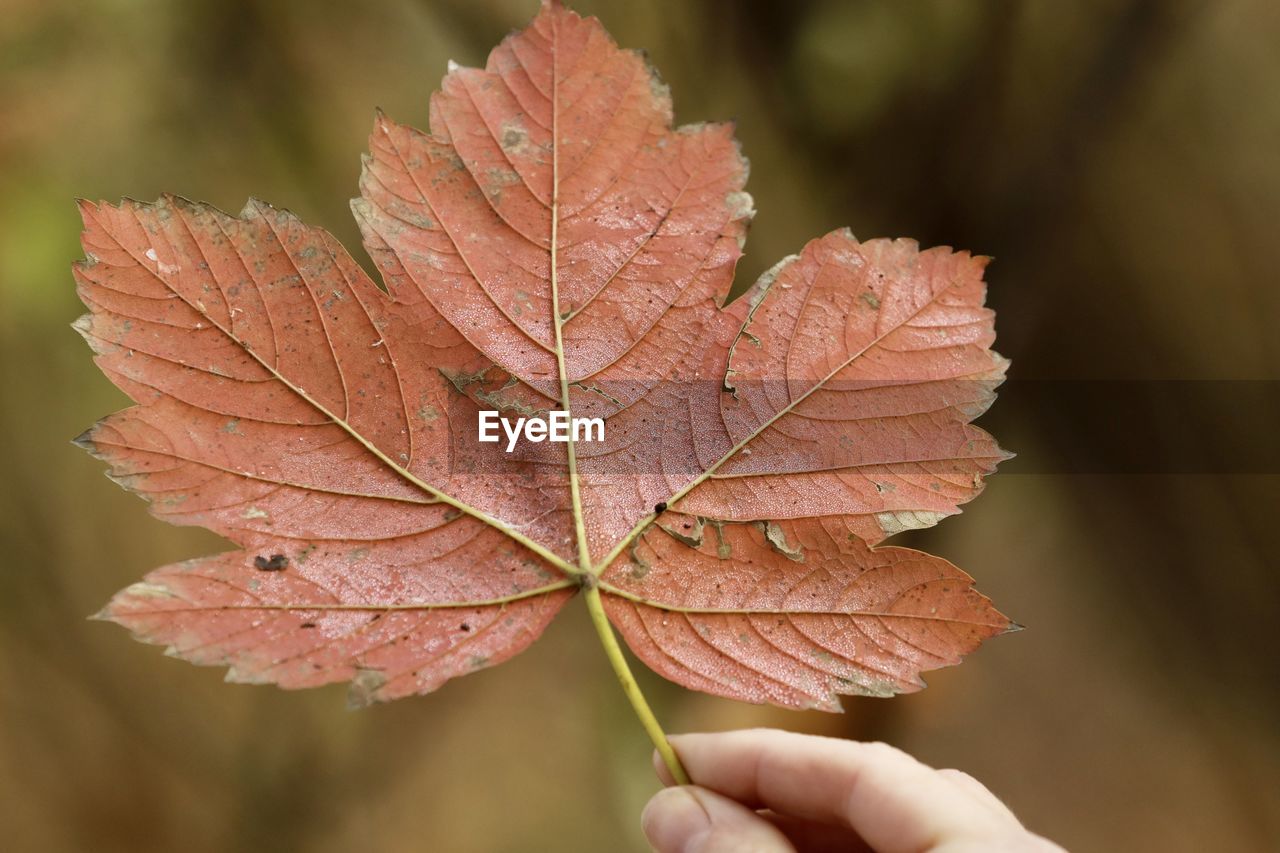 CLOSE-UP OF DRY MAPLE LEAF ON LEAVES