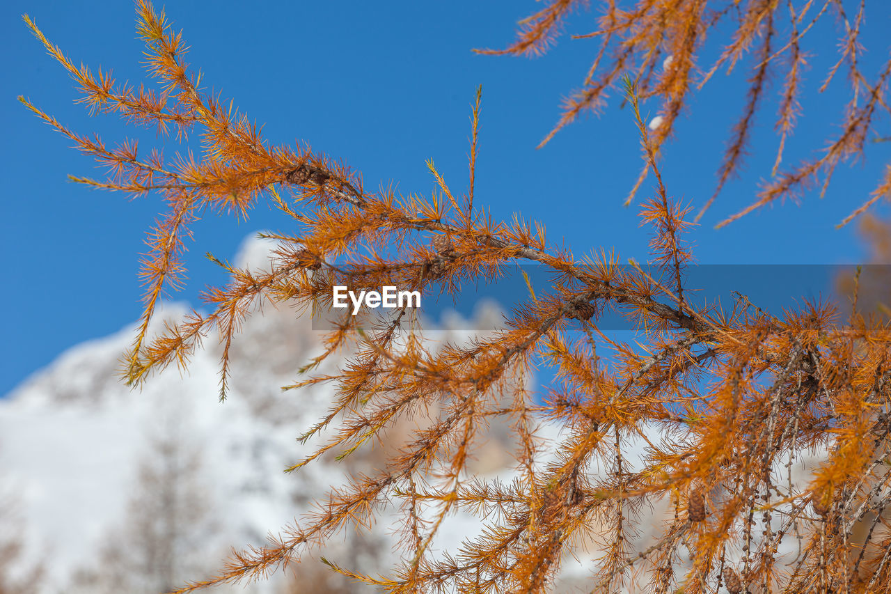 Blurred larch branch and in the background snow-capped dolomite mountain