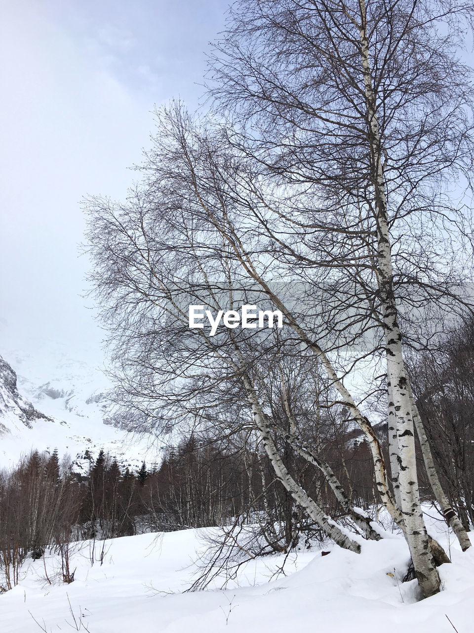 SNOW COVERED LAND AND TREES AGAINST SKY